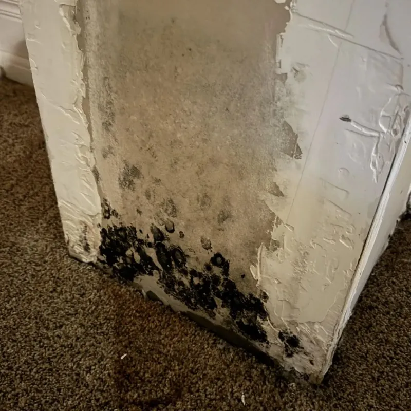 Professional Mold Removal in Dewey, OK
